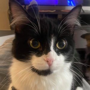 Meet your Posher, Melodie